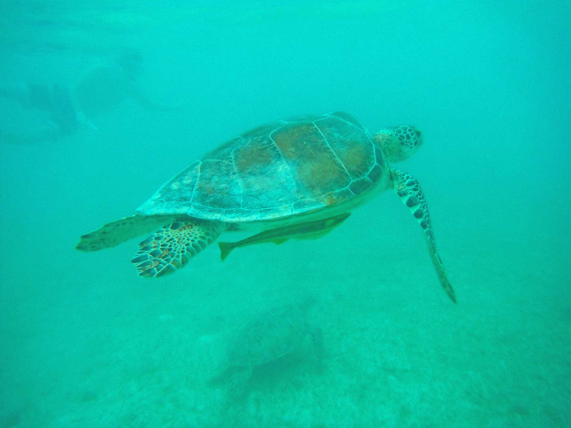 Reise Dich frei • schwimmen mit Schildkröten in Mexiko
