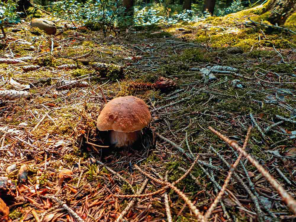 Frische Steinpilze finden