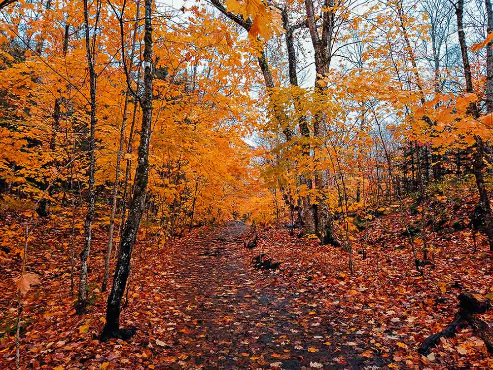 Herbstwald Steinpilze finden