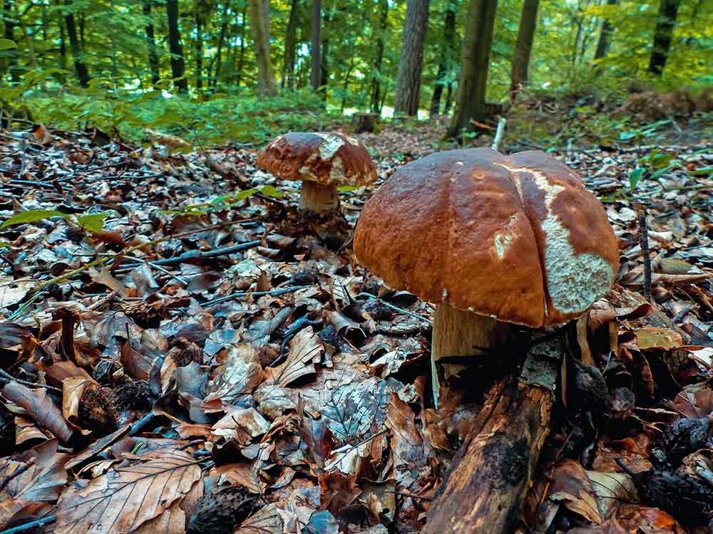 Steinpilze finden im Laubwald