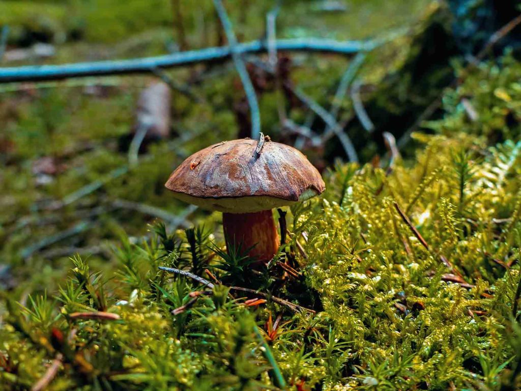 Steinpilze finden im Moos