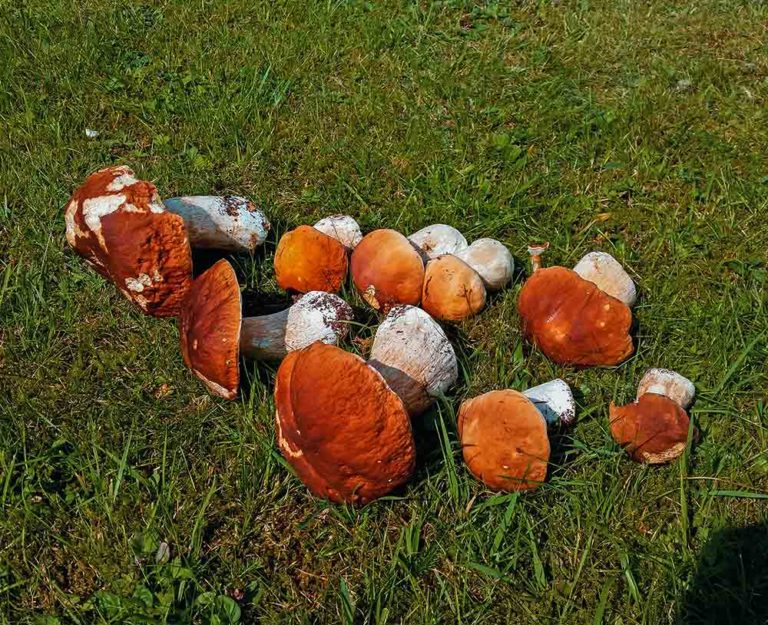 Wo du am besten Steinpilze finden kannst unsere Tipps!