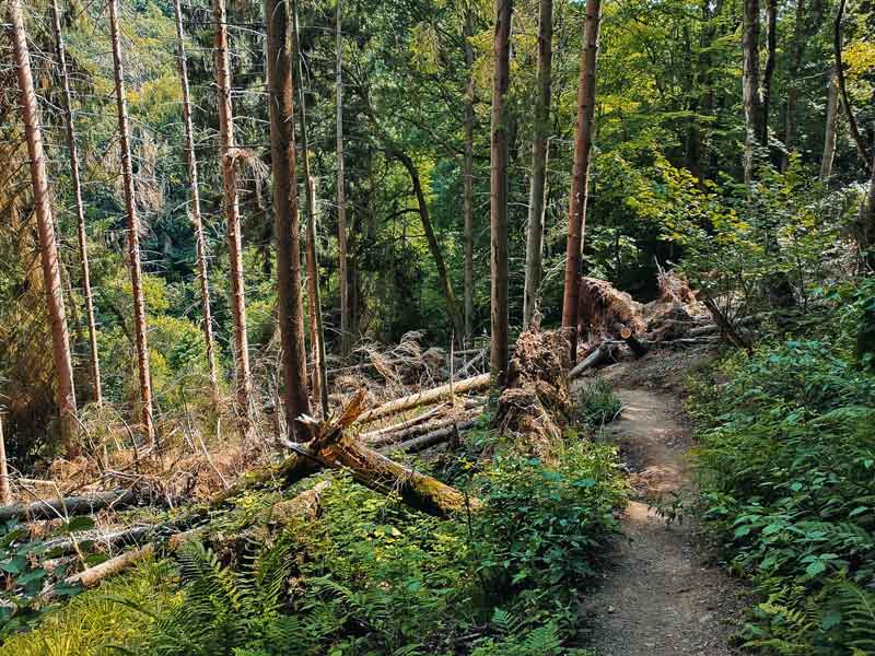 Wildnis-Trail Nationalpark Eifel