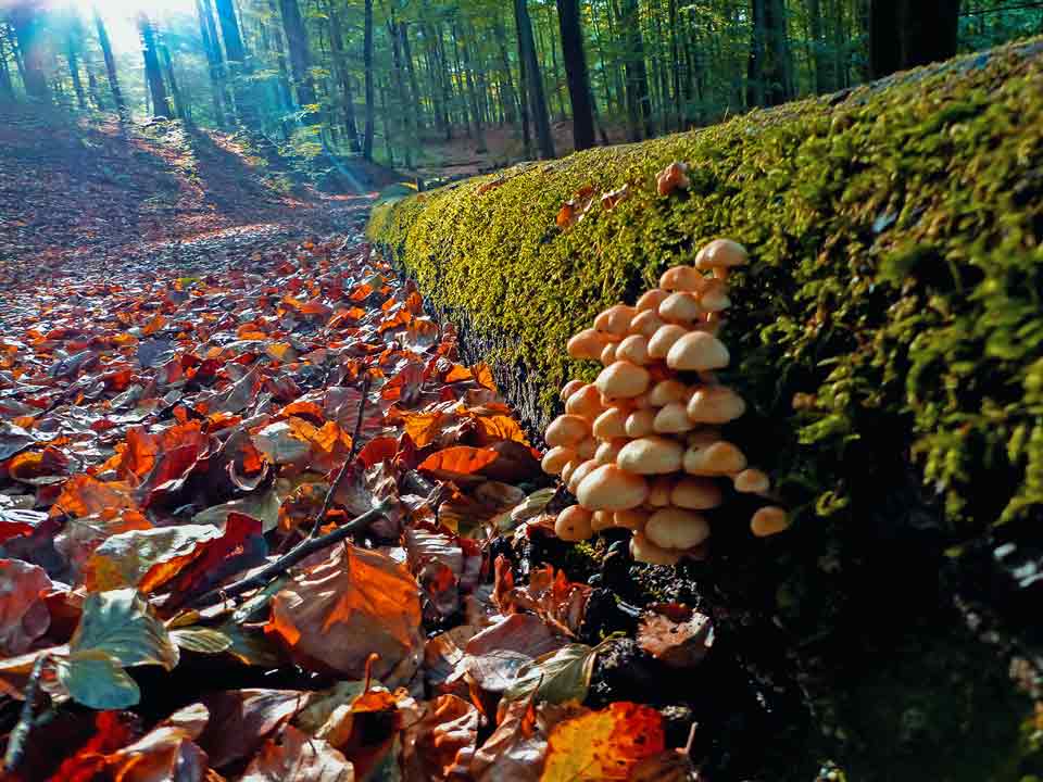 Wildnis-Trail Wald