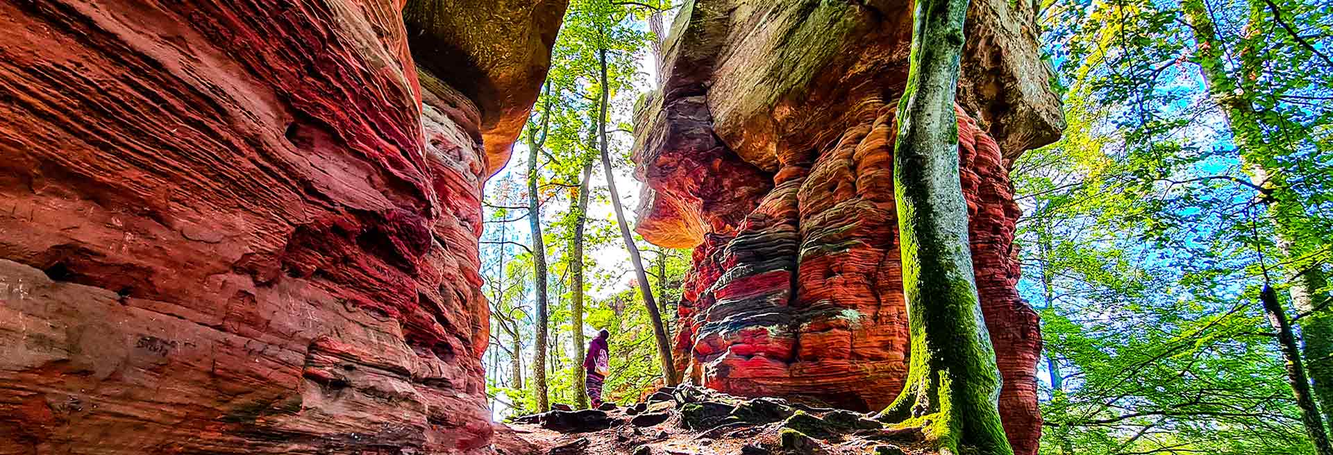 Pfälzerwald Header