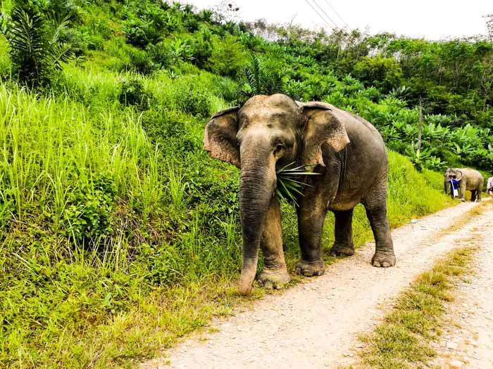khao lak reiseführer - elefant