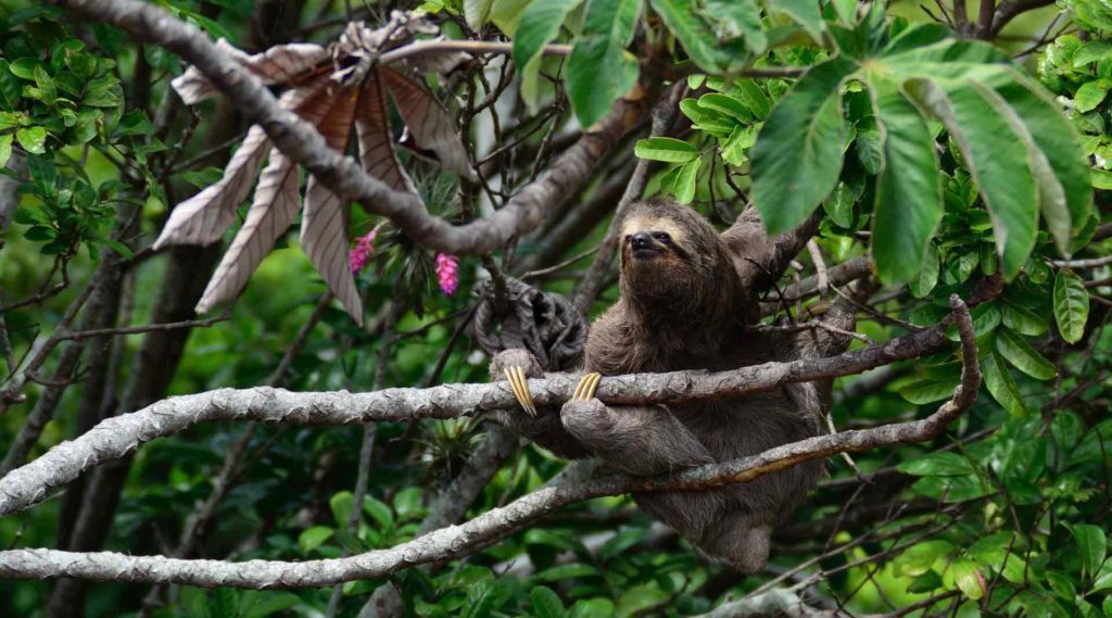 Costa Rica Tierwelt - Urlaub 2021