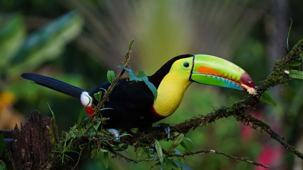 Costa Rica Tucan - Urlaub 2021