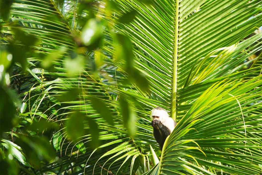 Cahuita Nationalpark Affe