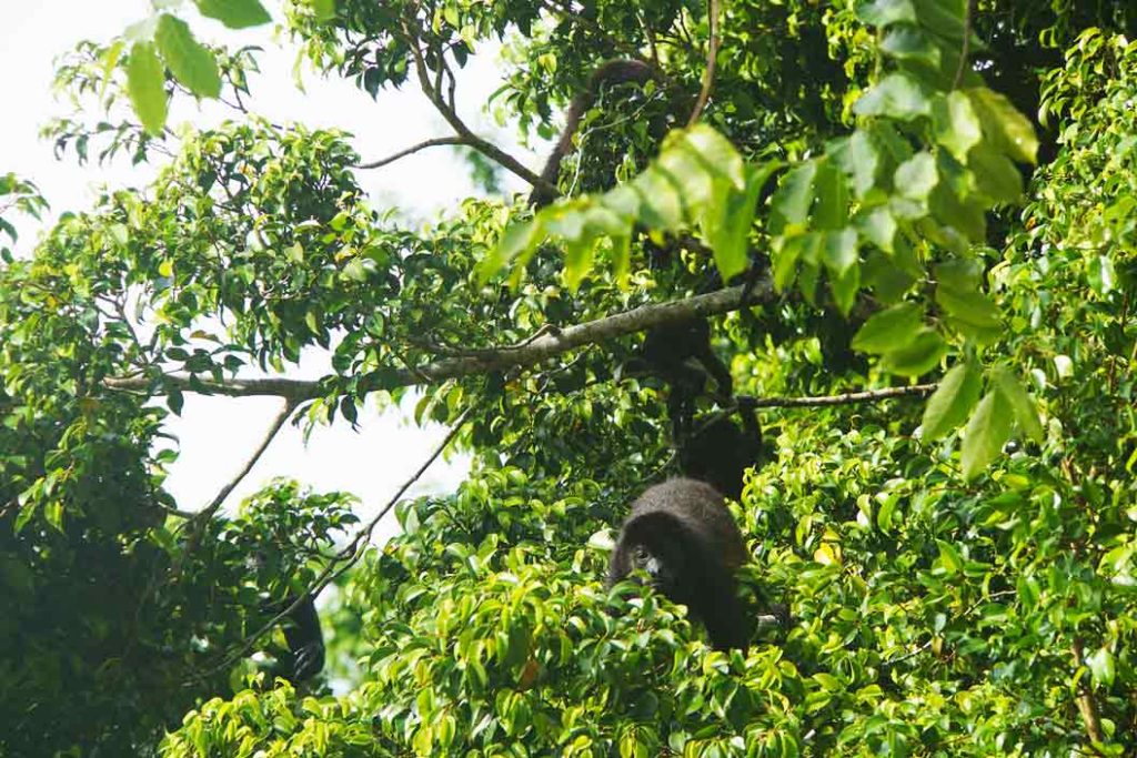 Cahuita Nationalpark Brüllaffe