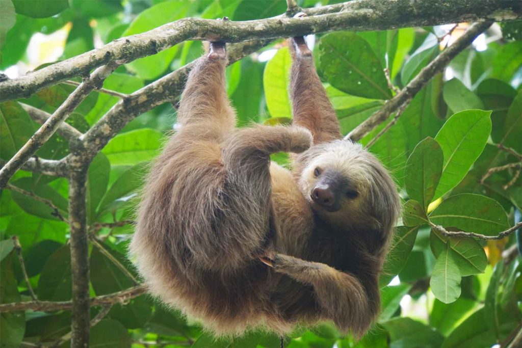 Cahuita Nationalpark Faultier