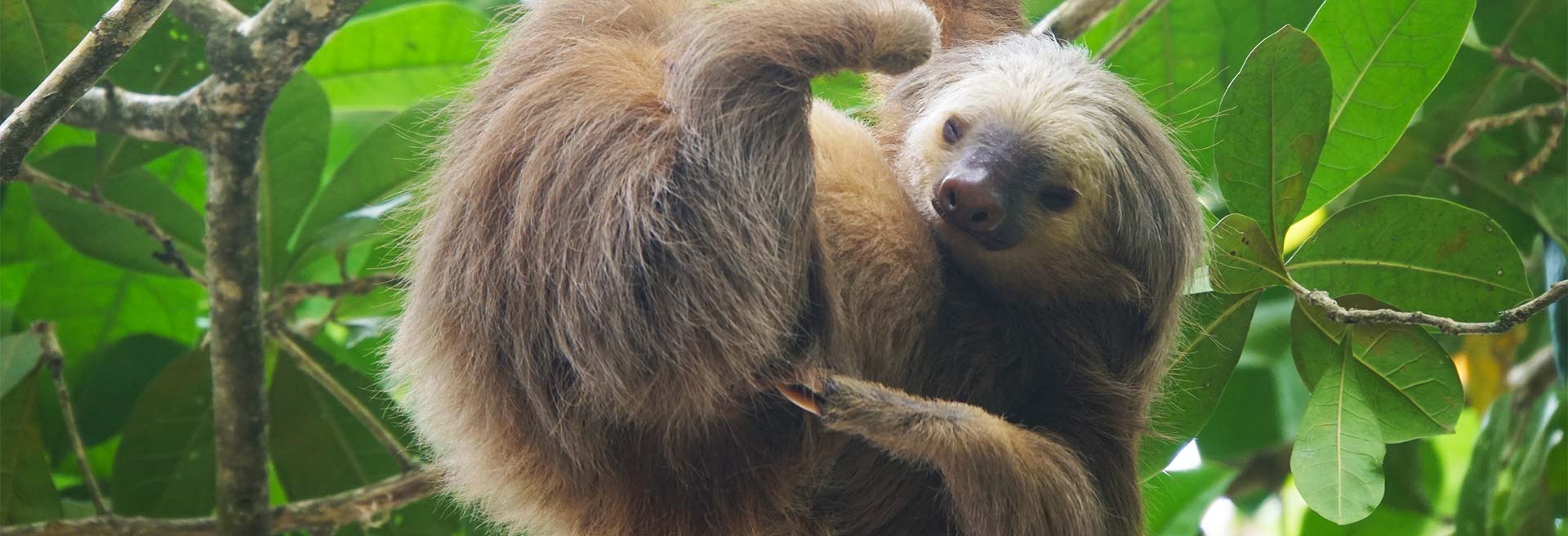 Cahuita Nationalpark Header
