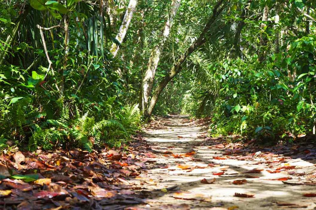 Cahuita Nationalpark Wanderweg