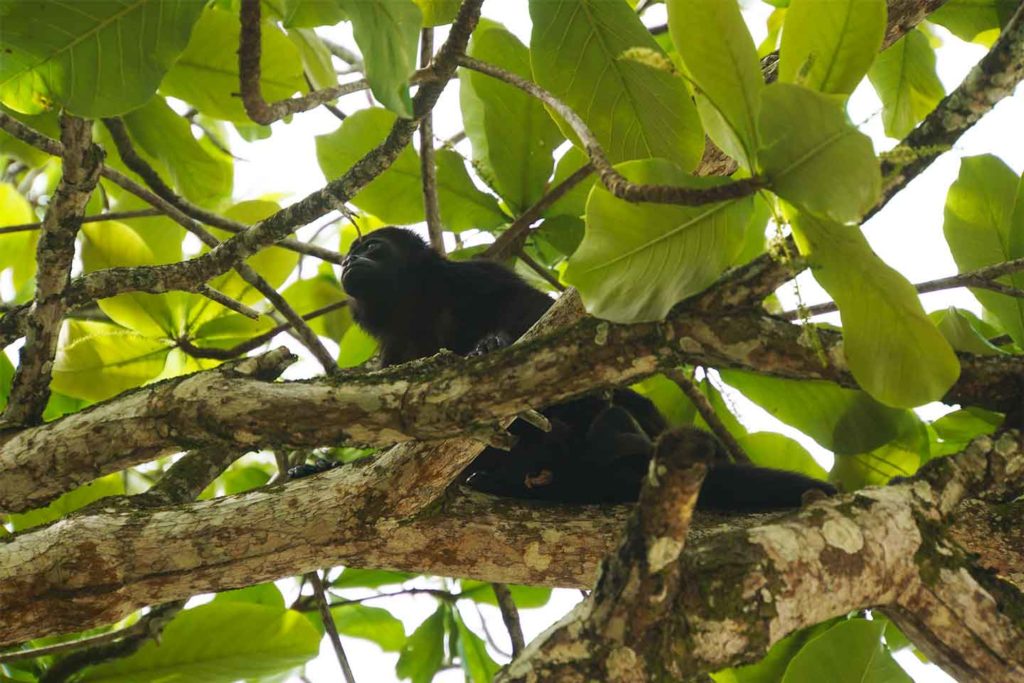 Cahuita Nationalpark wilde tiere