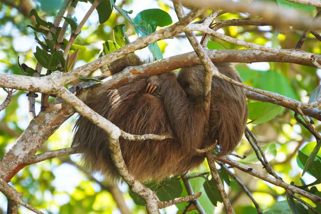 Cahuita Nationalpark wildlife