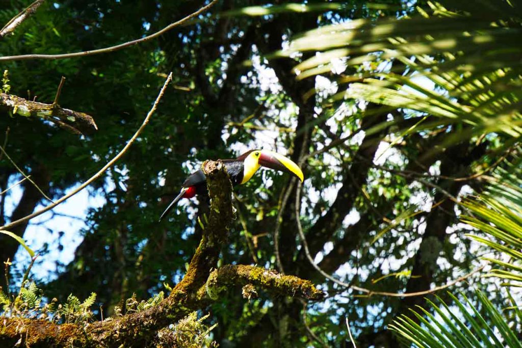 La Fortuna tukan - costa rica