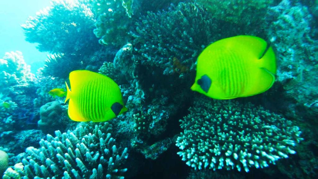 schnorcheln in ägypten, El fanar beach