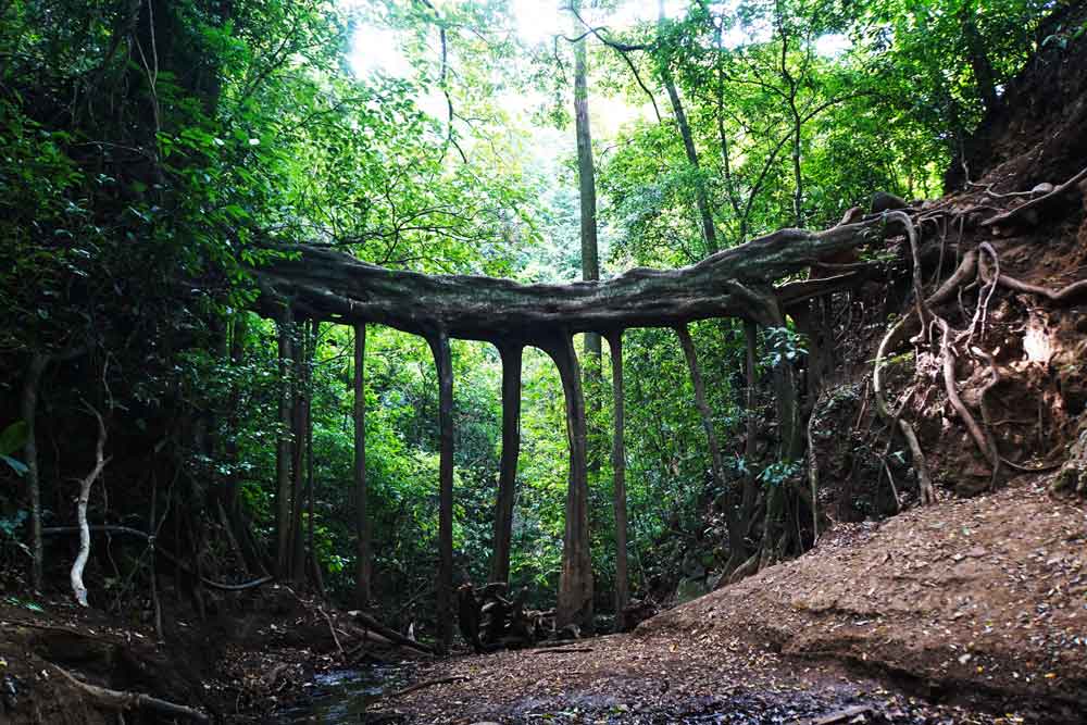 Ficus La Raiz, Santa Elena, Costa Rica