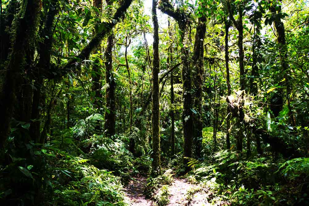 Costa Rica Nebelwälder, Monteverde Santa Elena