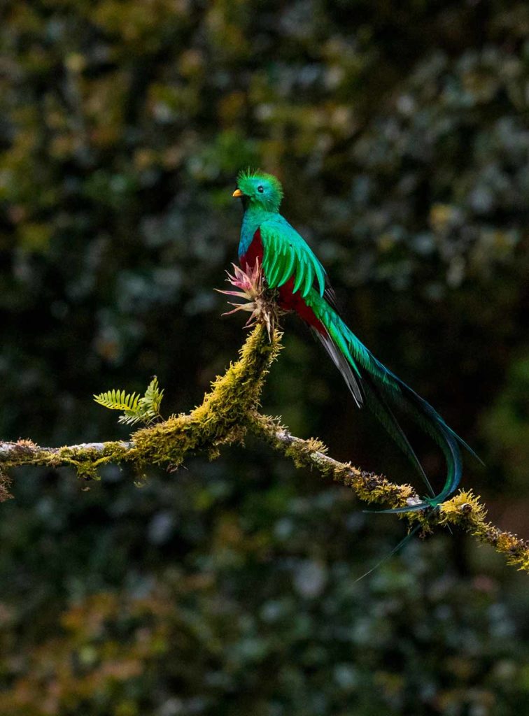 Quetzal Costa Rica