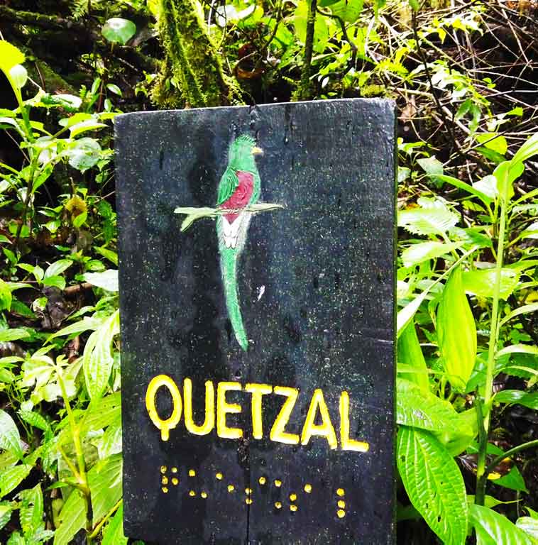 Quetzal, Costa Rica, Nebelwald