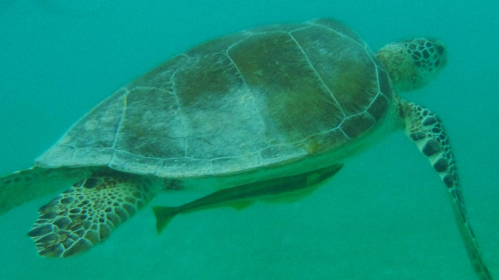 Schildkröten in Akumal Header