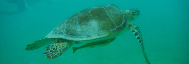 Schildkröten in Akumal Header