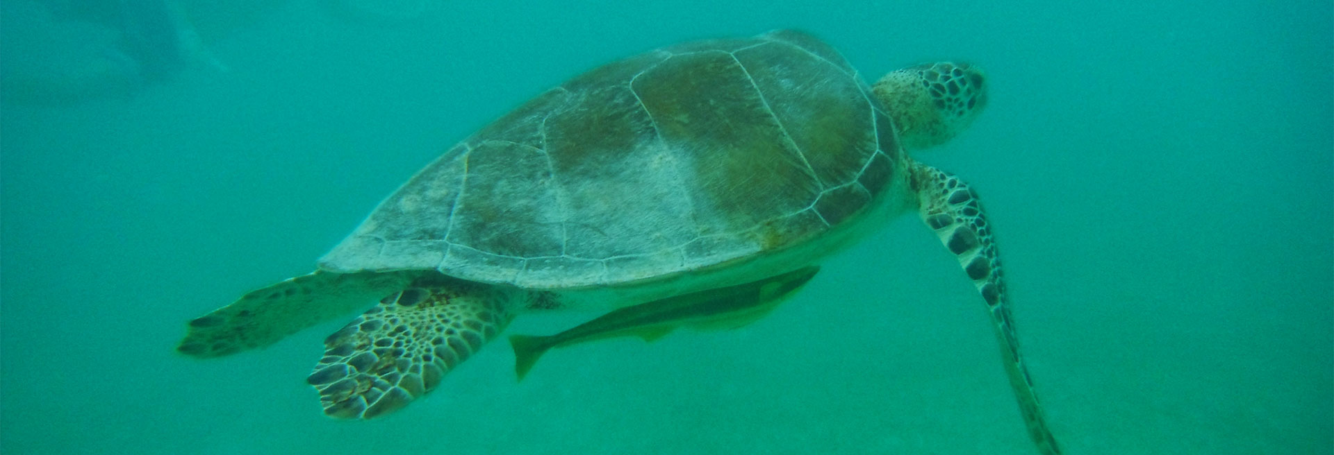 Schildkröten in Akumal Header
