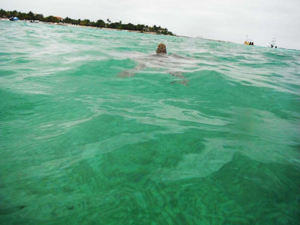 Schnorcheln mit Schildkröten in Akumal (1)