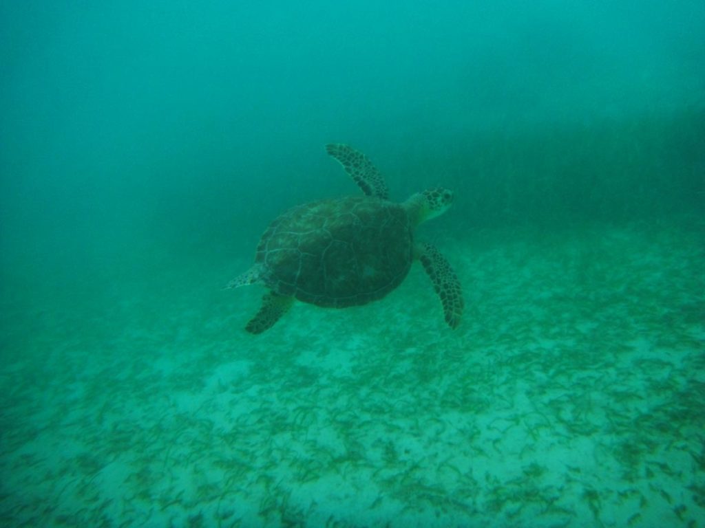 Schnorcheln mit Schildkröten in Akumal (3)