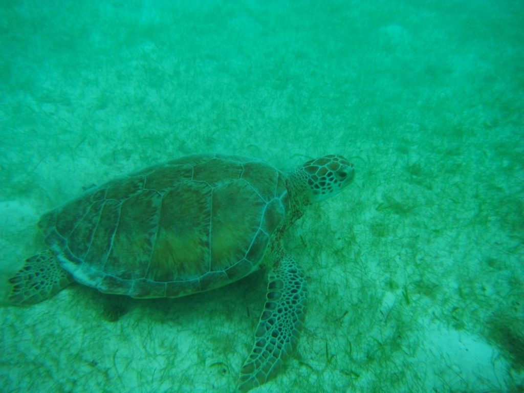 Schnorcheln mit Schildkröten in Akumal (4)