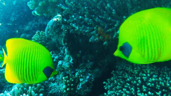 El Fanar Beach, Sharm El Sheikh, Ägypten