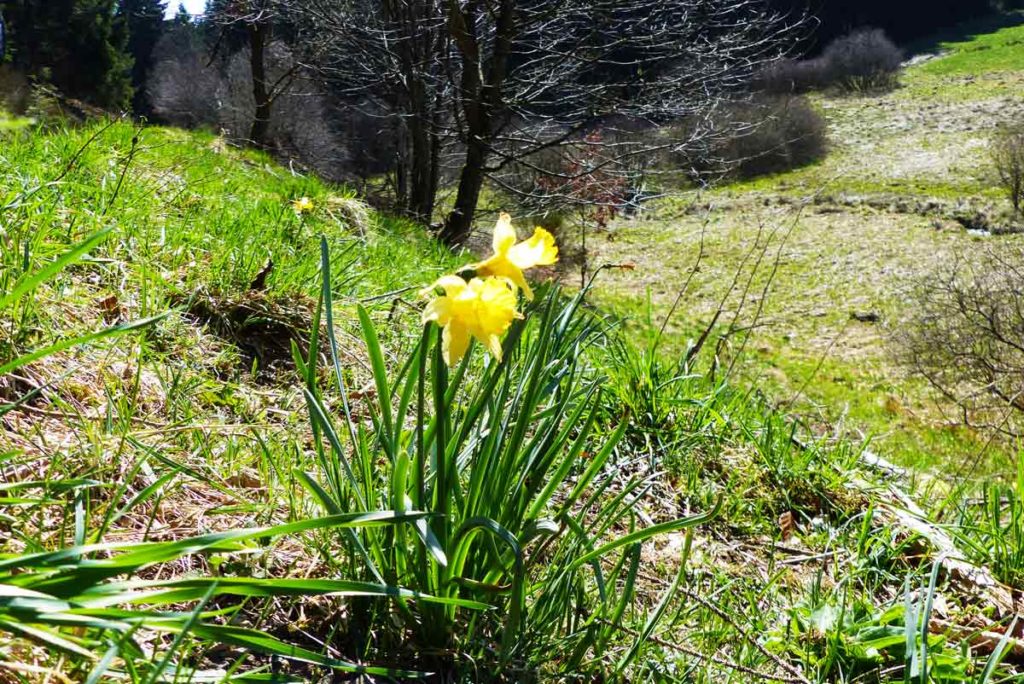 Ausflugsziele NRW Narzissenwiesen