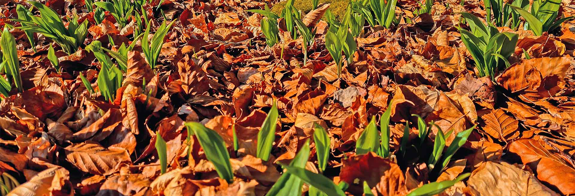 Bärlauch sammeln in der Eifel