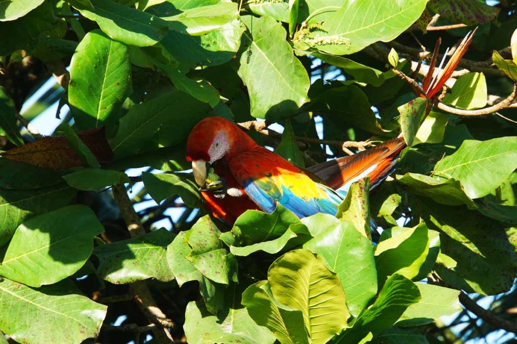 Aras Bahia Drake