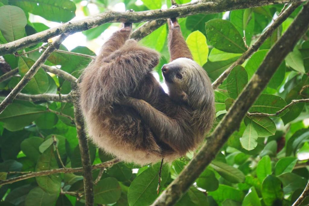 Costa Rica Highlights Cahuita