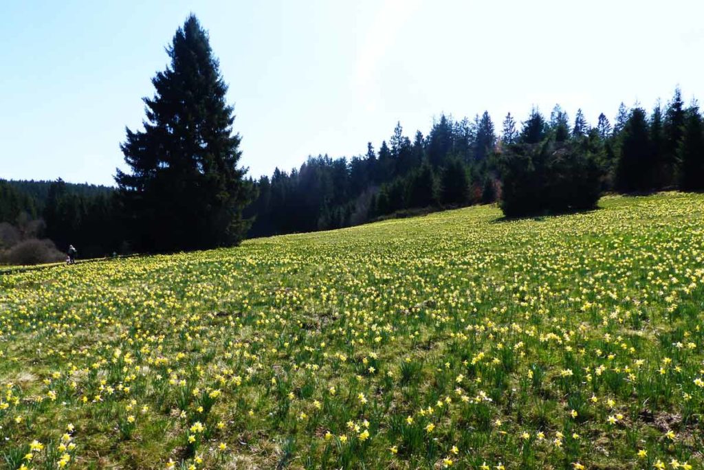 Narzissenwiesen Hollerath Oleftal