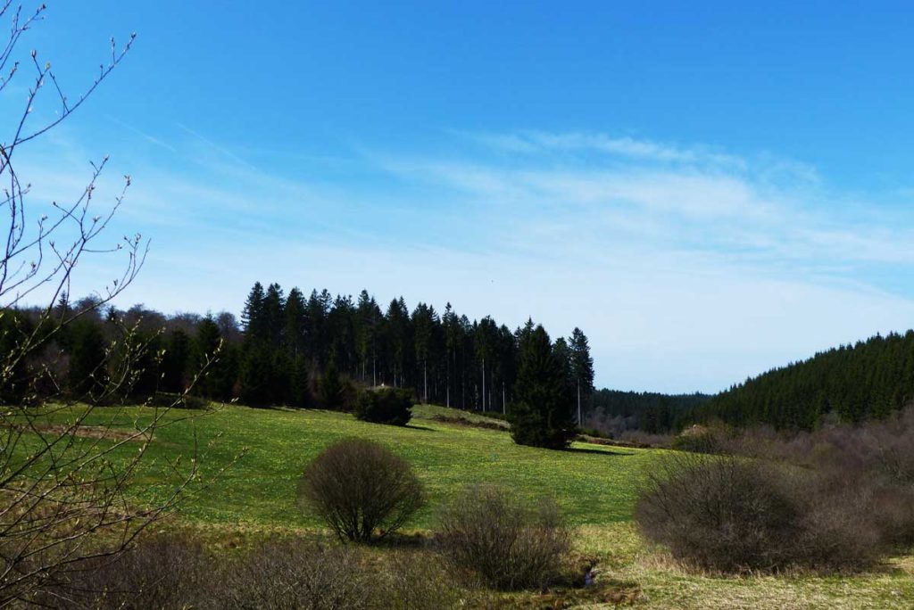 Narzissenwiesen Wanderung Eifel