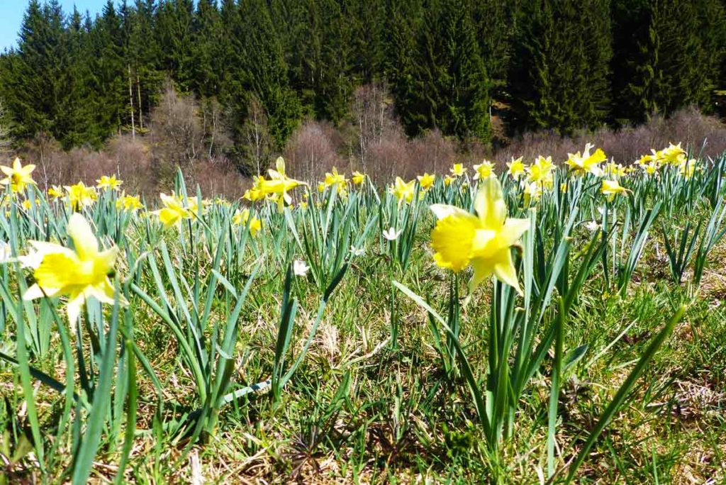 Narzissenwiesen in der Eifel