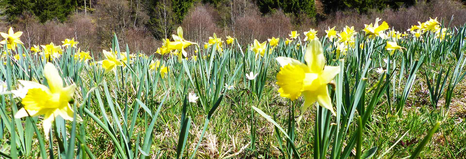 Narzissenwiesen in der Eifel Header