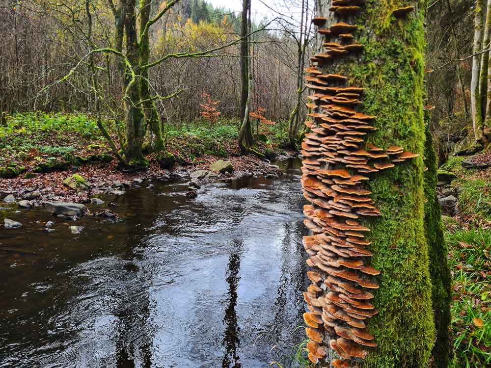 Die schönsten Wanderwege in Monschau