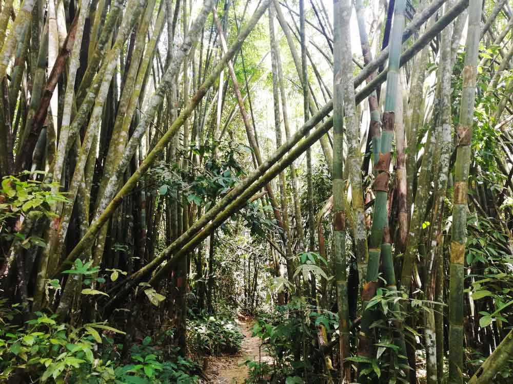 Khao Sok Nationalpark Dschungel