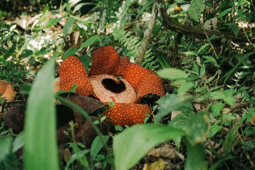 Rafflesia Khao Sok Nationalpark