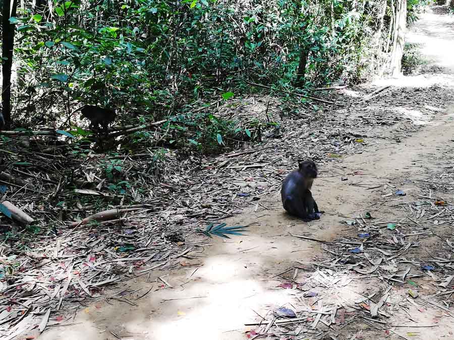 wilde affen im Khao Sok Nationalpark