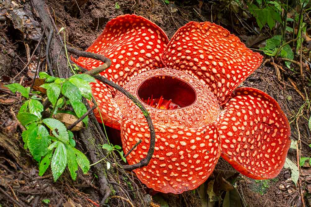 Khao Lak Ausflüge - Rafflesia Thailand