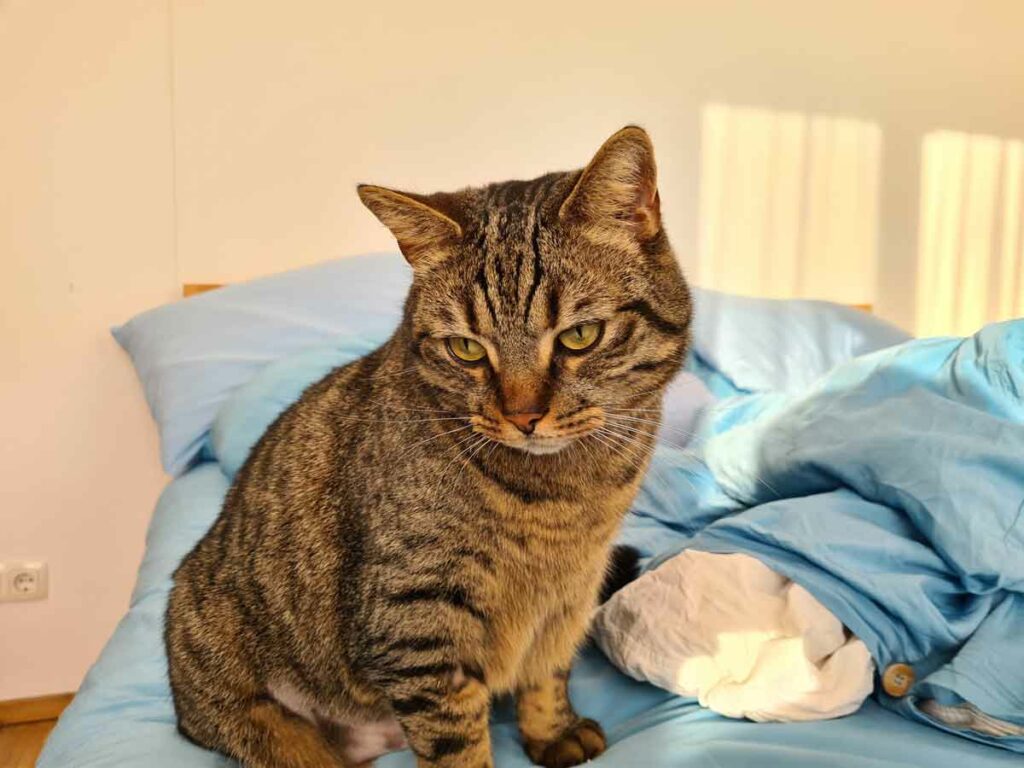Housesitting in Frankfurt - Floki