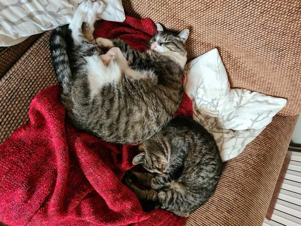 Kostenlose Unterkunft dank Housesitting