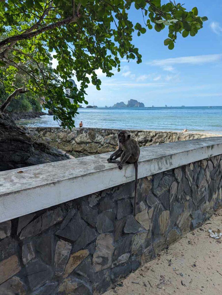 Sehenswürdigkeiten in Krabi wilde Affen