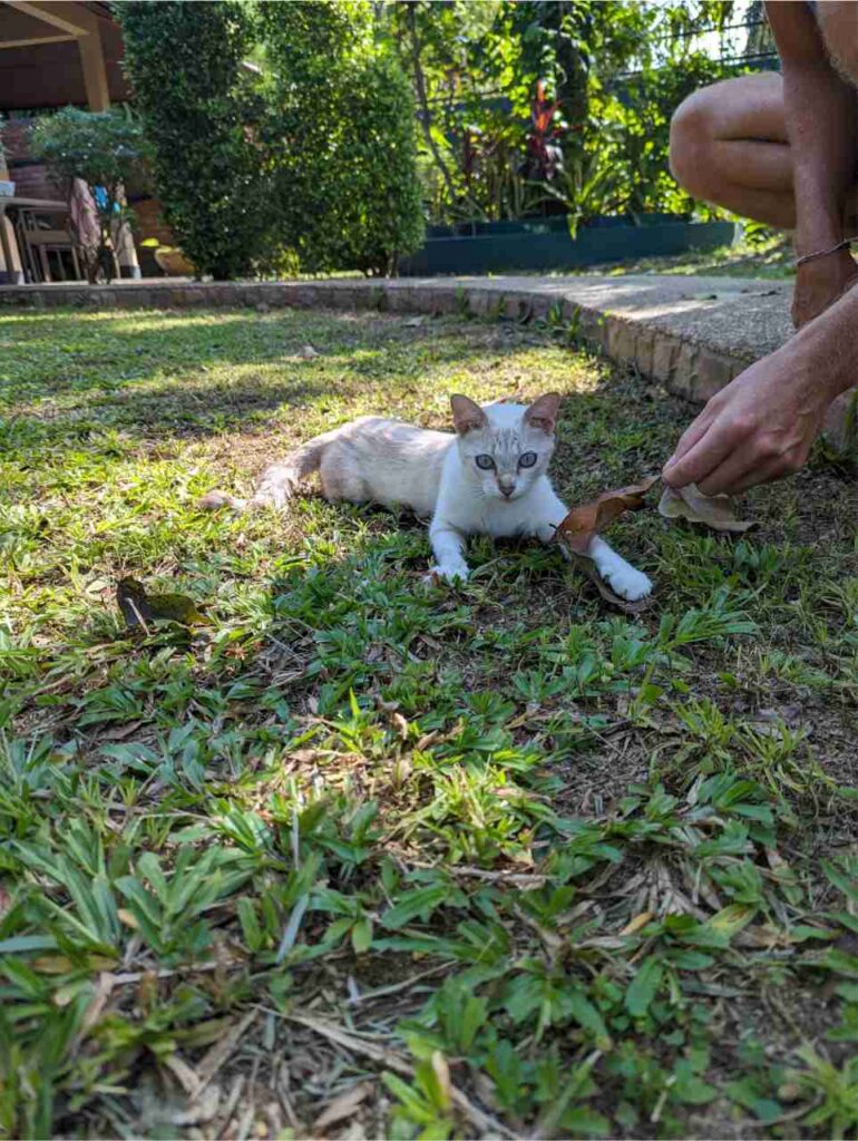 Petsitting Metta in Thailand