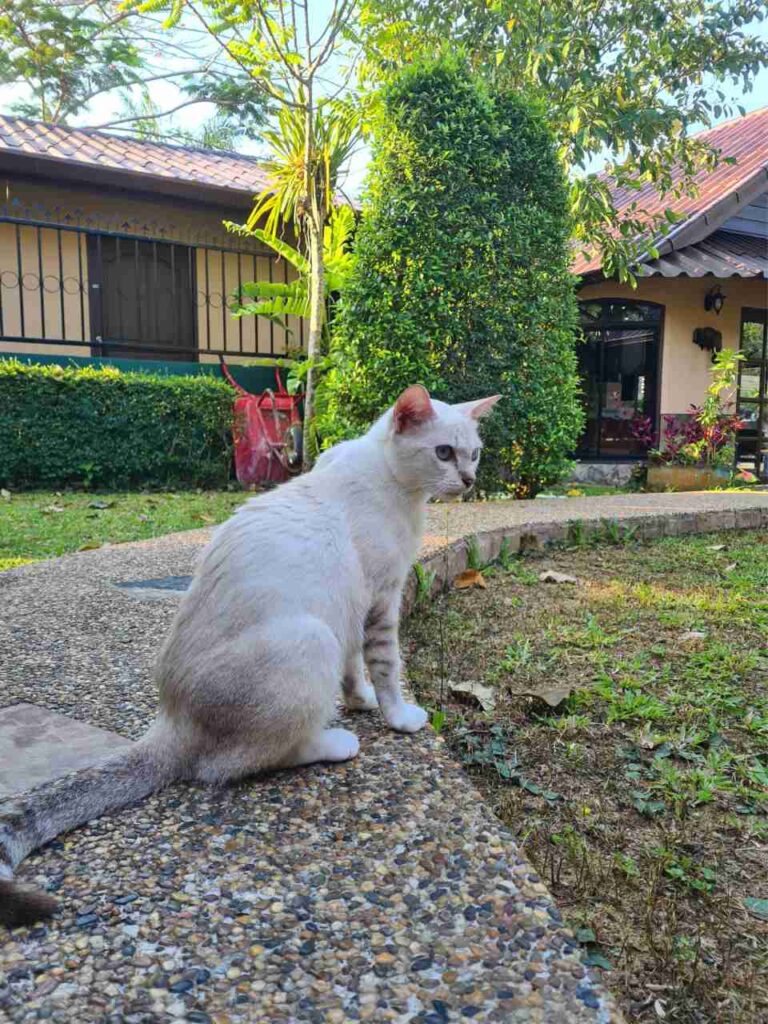 Petsitting in Thailand